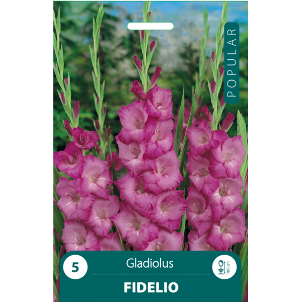 Gladiolus FIDELIO