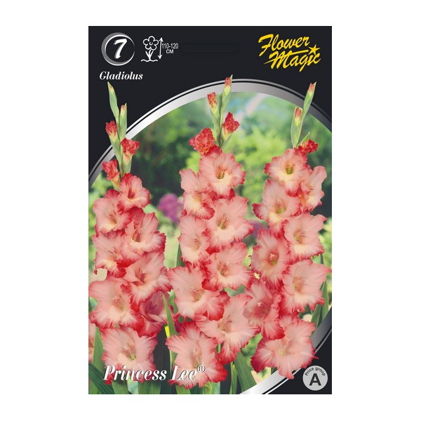 Gladiolus Princess Lee