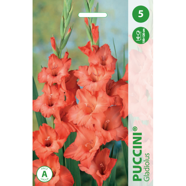 Gladiolus Puccini