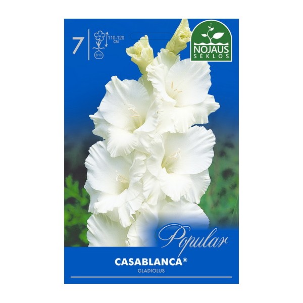 Gladiolus Casablanca