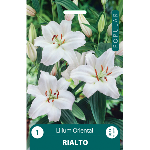 Lilies Rialto