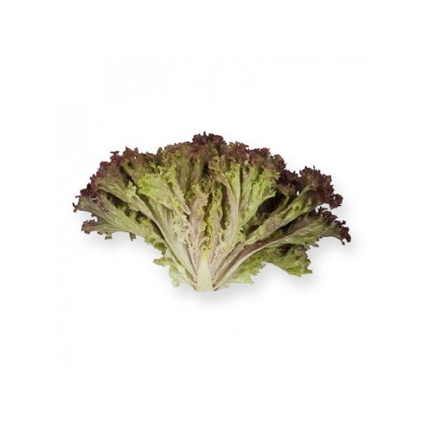 LETTUCE ANTHONY 20 seeds