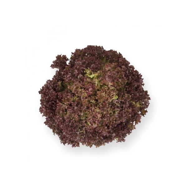 LETTUCE ANTHONY 20 seeds