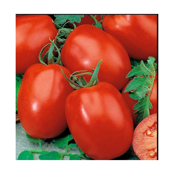 TOMATO RIO GRANDE