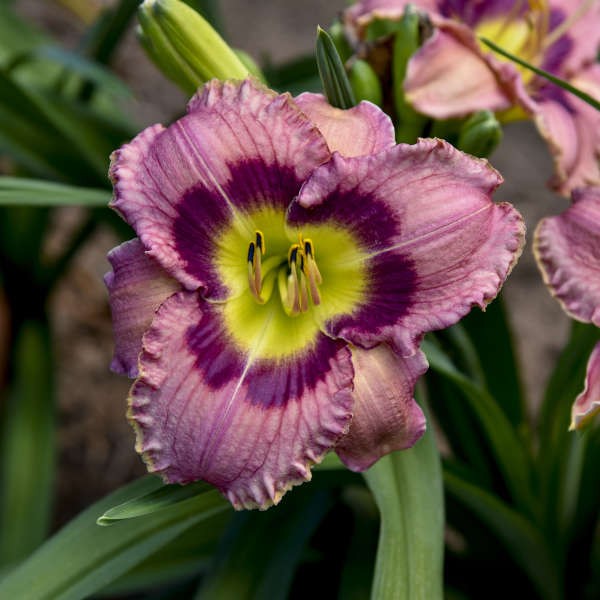 Hemerocallis ALWAYS AFTERNOON