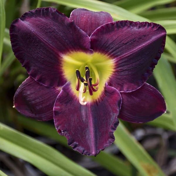 Hemerocallis BELA LUGOSI