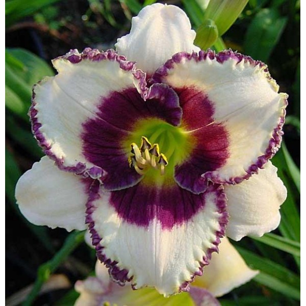 Hemerocallis BORDER MUSIC