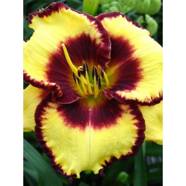 Hemerocallis CALICO JACK