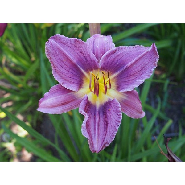 Hemerocallis Praite Blue Eyes