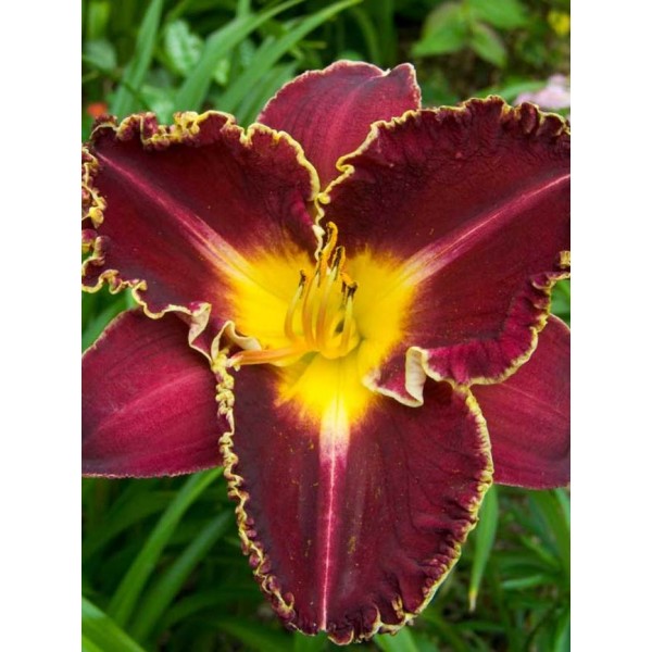 Hemerocallis Storm of the Century