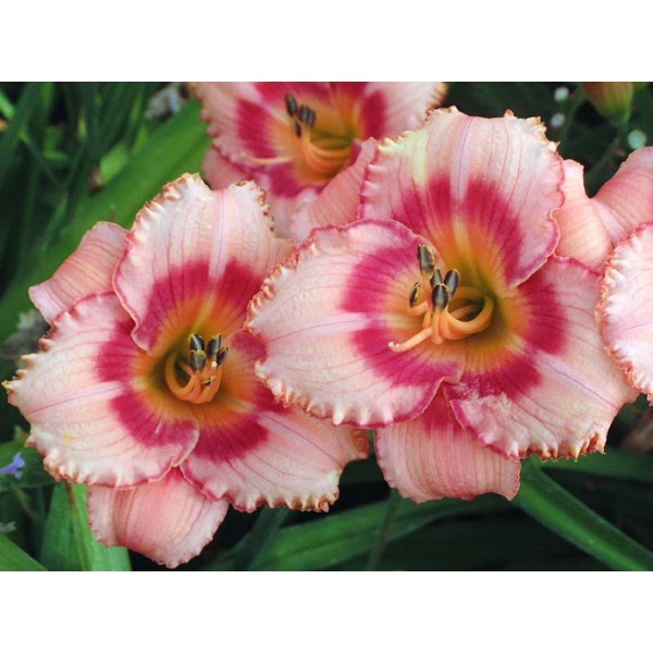 Daylily STRAWBERRY CANDY 1 pc.