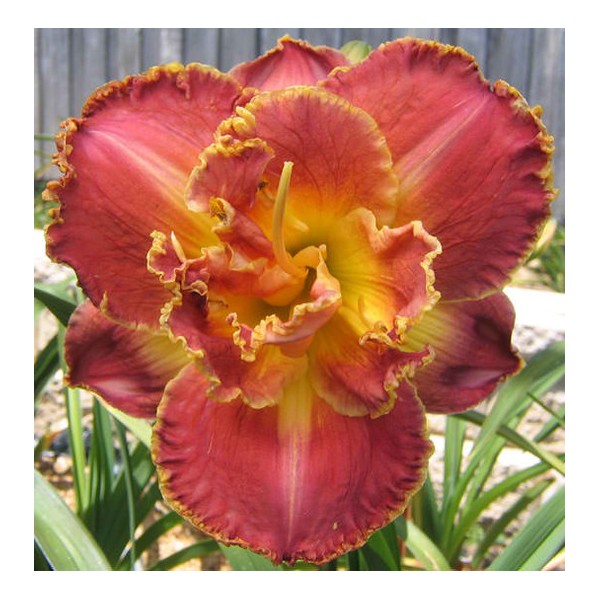 Hemerocallis Susan Pritchard Petit