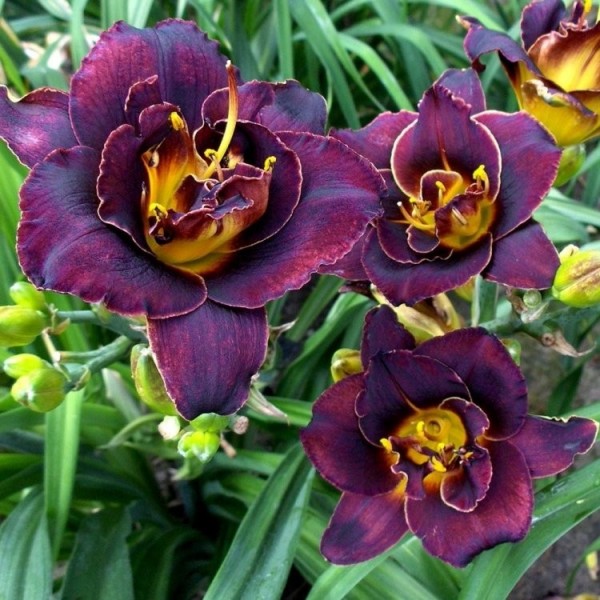 Hemerocallis VOODOO DANCER