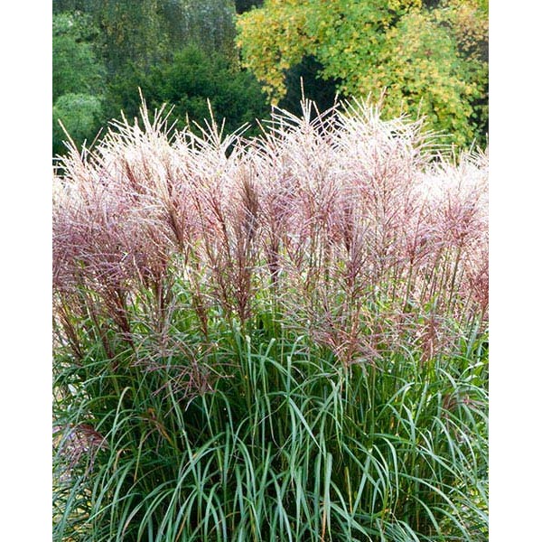 Miscanthus Kleine Fontane