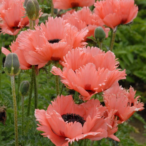 POPPY ORNAMENTAL PINK RUFFLES