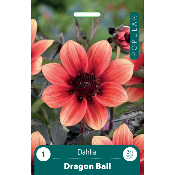 DAHLIA DRAGON BALL 1pc.