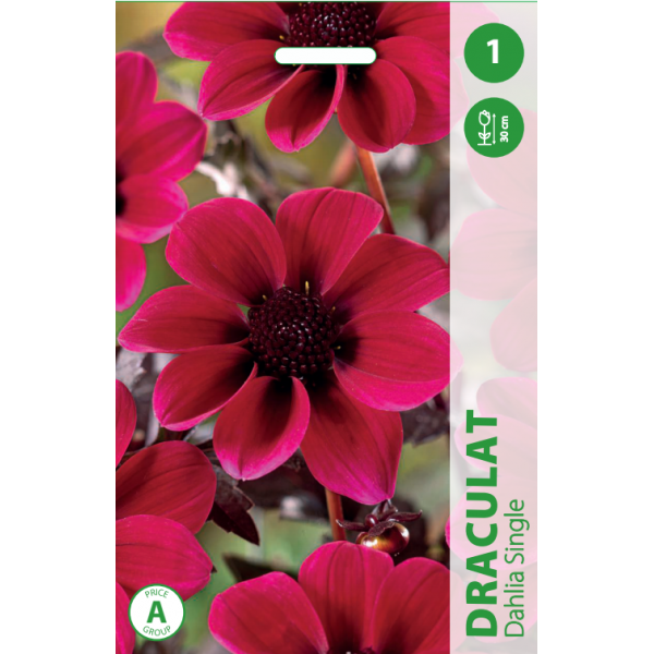 DAHLIA DRACULA 1pc.