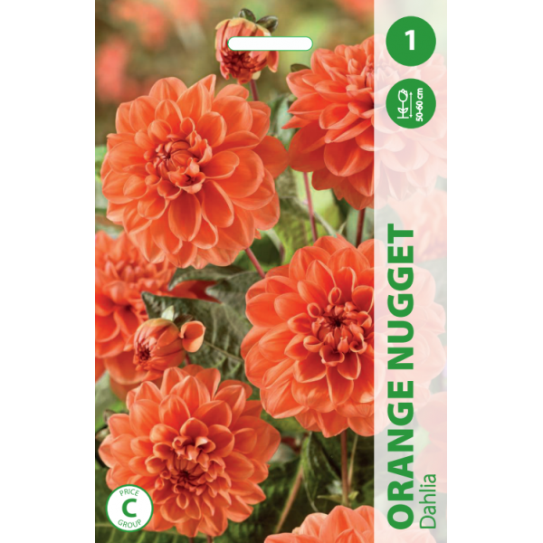 DAHLIA ORANGE NUGGET 1pc.