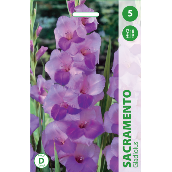 Gladiolus SACRAMENTO