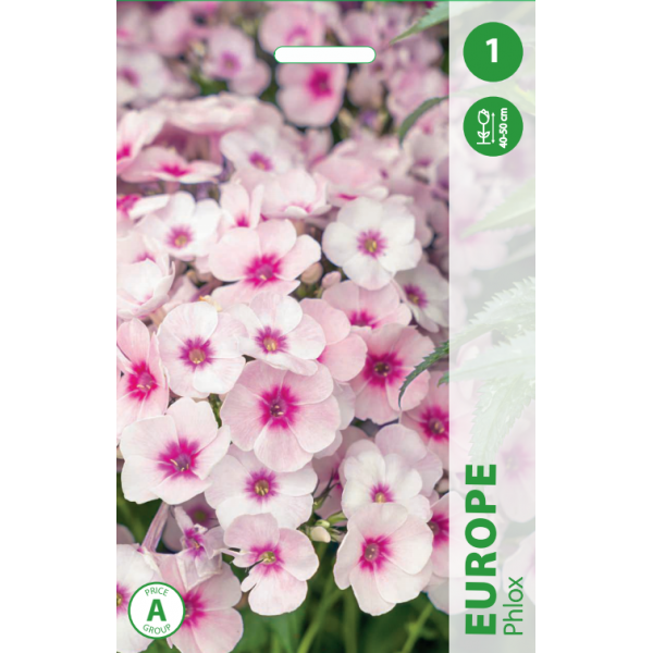 Phlox EUROPE