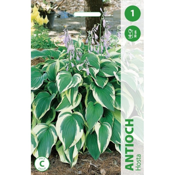 Hosta ANTIOCH