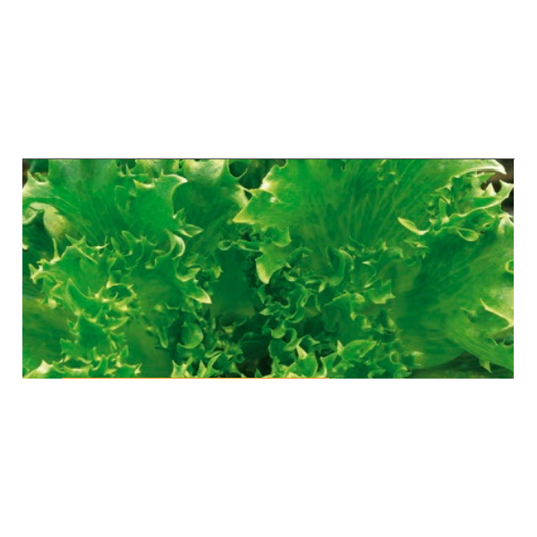 DANSTAR LEAF SALAD 20 seeds