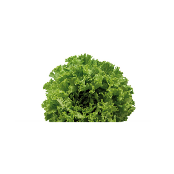 SALAD KATUSA 20 seeds