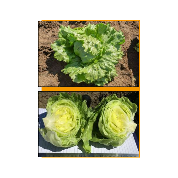 SALAD ELSOL 20 seeds