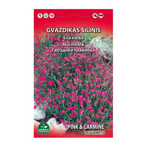 GVAZDIKAS ŠILINIS DAUGIAMETIS