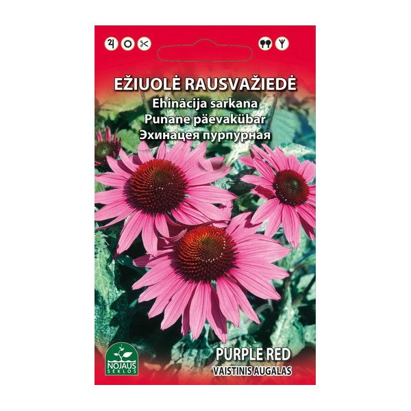 EŽIUOLĖ RAUSVAŽIEDĖ DAUGIAMETĖ