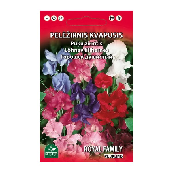 PELĖŽIRNIS KVAPUSIS VIJOKLINIS