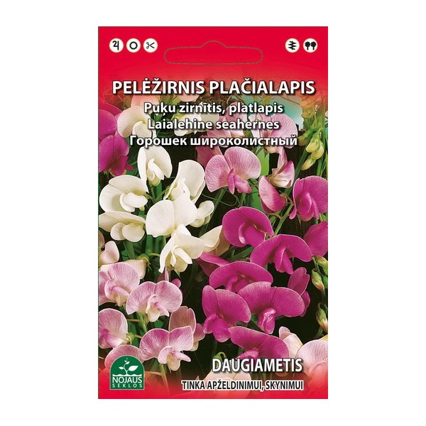 PELĖŽIRNIS PLAČIALAPIS DAUGIAMETIS, VIJOKLINIS