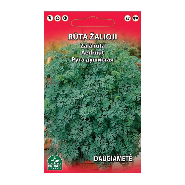 RŪTA ŽALIOJI DAUGIAMETĖ