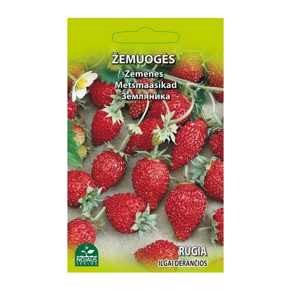 STRAWBERRIES RUGIA