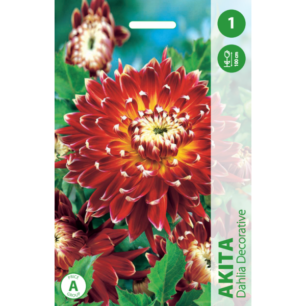 DAHLIA AKITA 1pc.