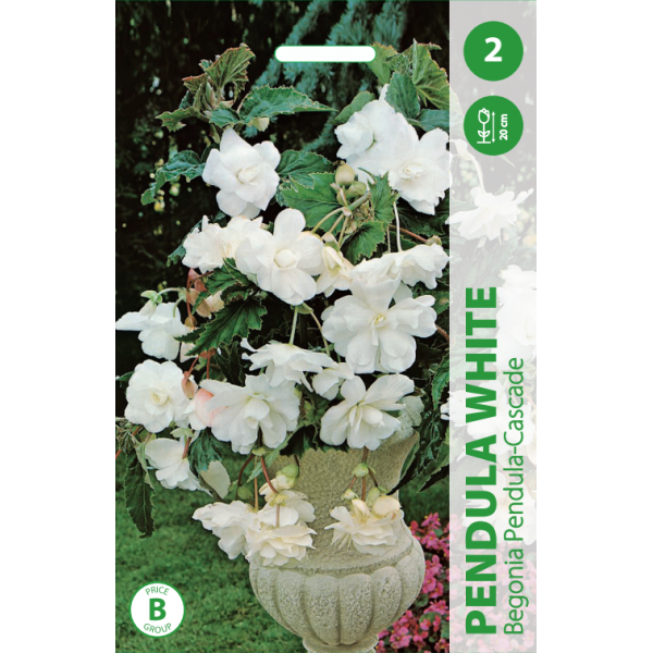 Begonia Pendula Cascade White