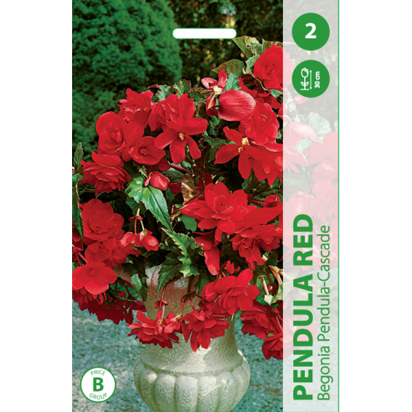 Begonia Pendula Cascade RED