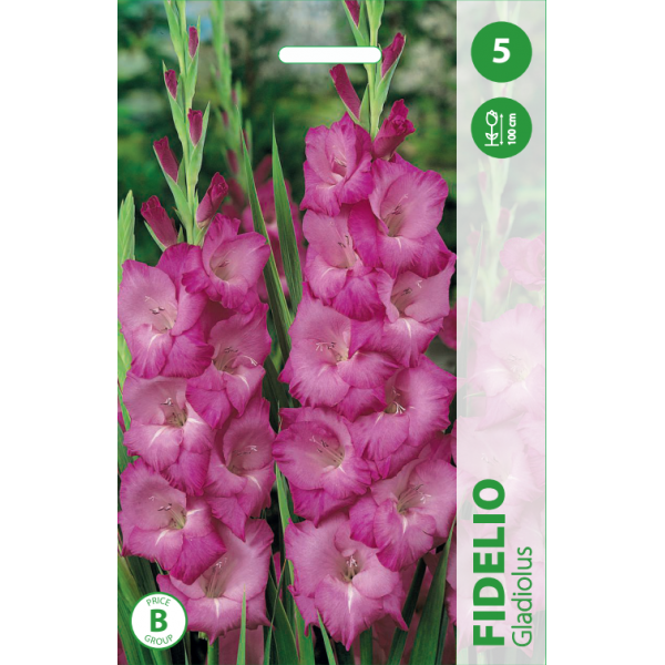 Gladiolus FIDELIO