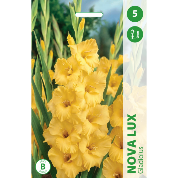 Gladiolus NOVA LUX