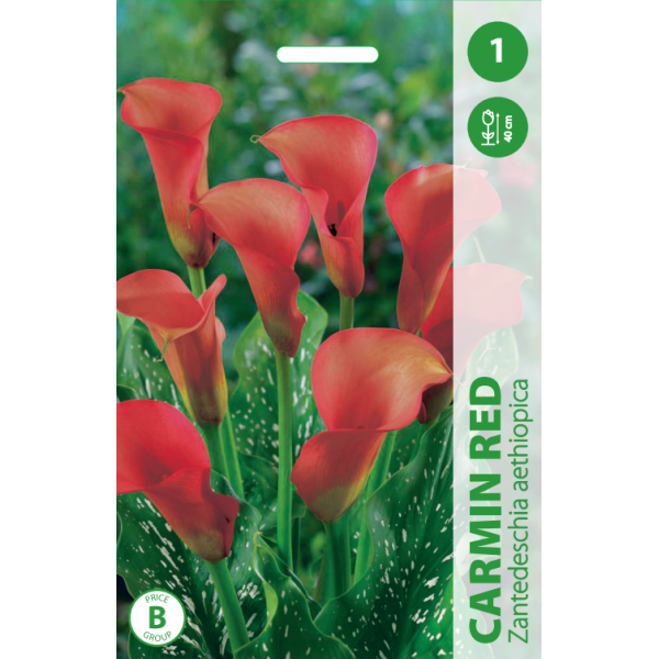 Calla CARMIN RED