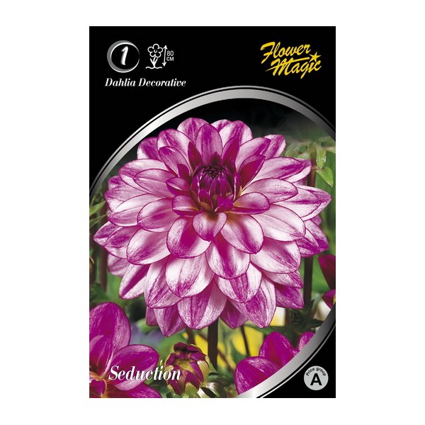 Dahlia SEDUCTION