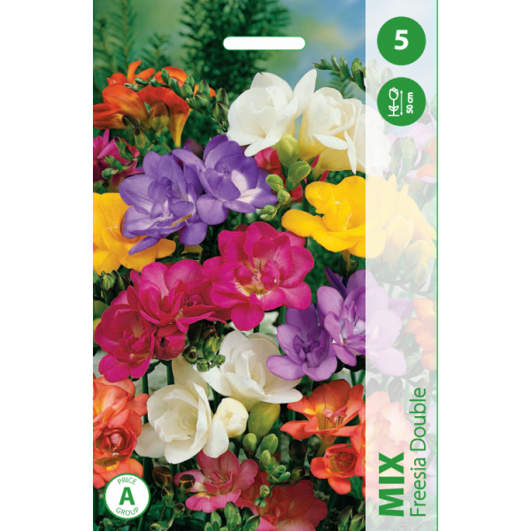 Freesia MIX 5 pcs