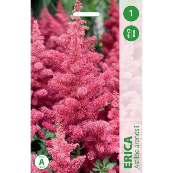 Astilbe ERIKA