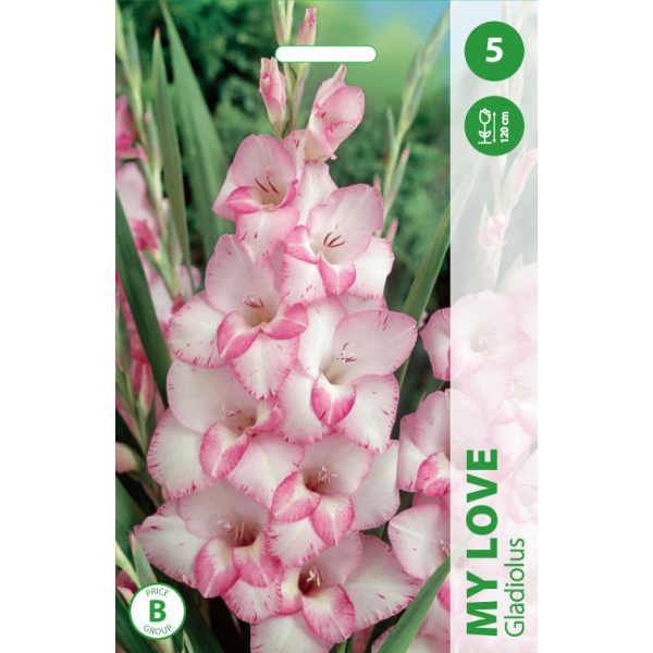 Gladiolus MY LOVE