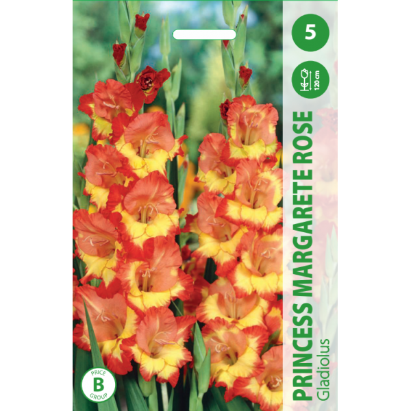 Gladiolus PRINCESS MARGARETE