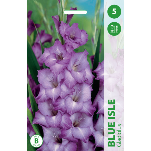 Gladiolus BLUE ISLE