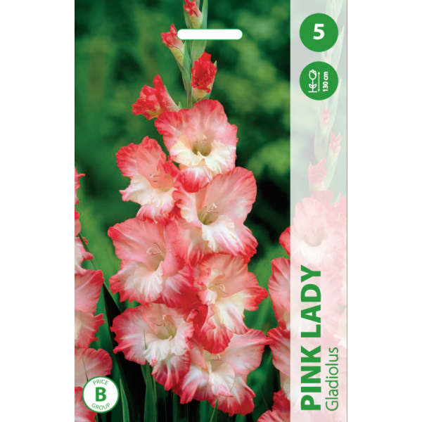 Gladiolus PINK LADY