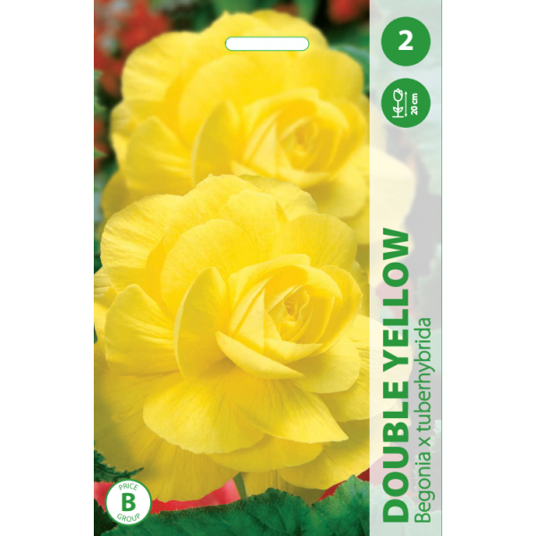 Begonia DOUBLE YELLOW