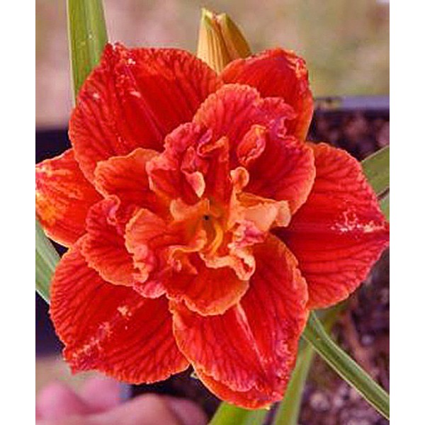 Hemerocallis Paprika Flame