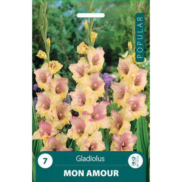 Gladiolus MON AMOUR